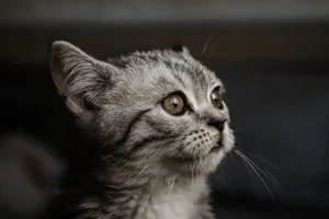 Adorable close-up of a grey kitten with intense gaze and visible whiskers. jigsaw puzzle