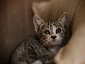 Cute tabby kitten with wide eyes resting on a cozy sofa. Perfect for pet lovers and home decor themes. jigsaw puzzle