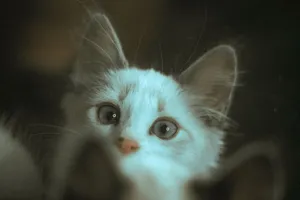 Close-up of a curious and adorable kitten peeking over an edge, showcasing its expressive eyes and furry ears. jigsaw puzzle