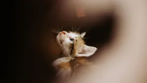 Adorable young kitten gazing upwards with curious eyes, framed by a soft blur. jigsaw puzzle