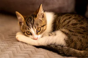 Charming tabby kitten relaxing on a textured fabric with soft lighting, showcasing its captivating eyes. jigsaw puzzle