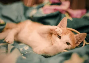 Adorable ginger and white kitten playing on a colorful blanket indoors. jigsaw puzzle