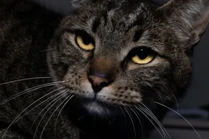 Intense close-up of a tabby cat with striking yellow eyes and detailed whiskers. jigsaw puzzle