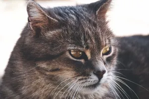 A close-up portrait of a gray tabby cat gazing into the distance with an introspective expression. jigsaw puzzle