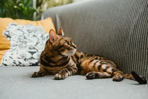 Close-up of Bengal cat lying comfortably on a sofa with a leopard print pillow in a cozy room. jigsaw puzzle