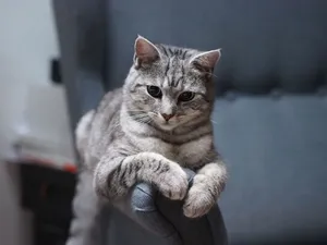 Adorable tabby cat lounging on an armchair with a serene expression. jigsaw puzzle