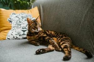 A Bengal cat lounging on a sofa, surrounded by cozy pillows with animal designs. jigsaw puzzle