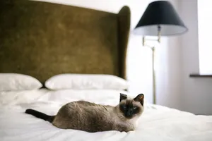 A charming Siamese cat lounging on a bed with luxurious bedding beside a modern lamp. jigsaw puzzle