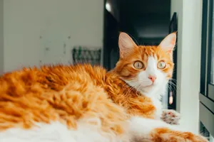 Ginger cat with fluffy fur looking out the window indoors. Perfect pet portrait. jigsaw puzzle