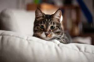 Close-up portrait of a tabby cat lounging comfortably indoors on a soft cushion. jigsaw puzzle