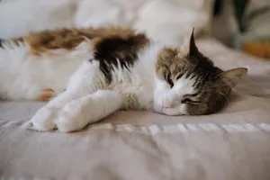 A fluffy cat resting comfortably on a soft bed indoors, showing a serene and calm mood. jigsaw puzzle