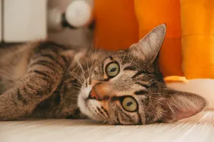 Close-up of a tabby cat relaxing on a wooden floor with an orange backdrop, showcasing its calm demeanor. jigsaw puzzle