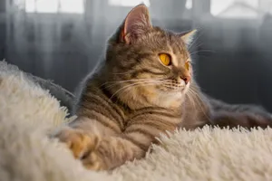 Close-up of a tabby cat lounging on a fuzzy blanket with soft lighting indoors. jigsaw puzzle