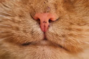 Macro shot of a tabby cat's pink nose and whiskers showing detailed texture. jigsaw puzzle