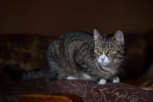 A focused view of a tabby cat sitting attentively on a patterned brown sofa. jigsaw puzzle