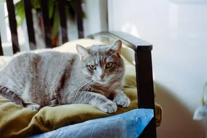 Grey cat comfortably relaxing on a chair in a cozy indoor setting, bathed in soft natural light. jigsaw puzzle