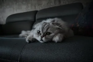 A fluffy gray cat with big expressive eyes lying lazily on a dark couch. jigsaw puzzle