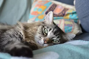 A fluffy gray cat resting comfortably on a vibrant sofa with pillows. jigsaw puzzle