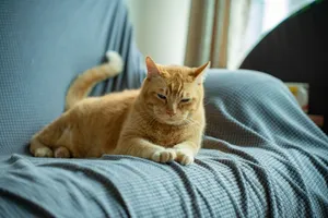 Orange tabby cat lying on a cozy couch, looking calm and relaxed indoors. jigsaw puzzle