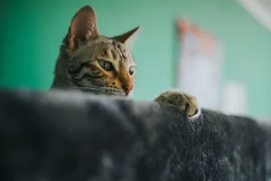 A close-up of a curious tabby cat peering over a ledge, indoors. jigsaw puzzle