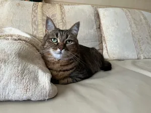 A cute tabby cat relaxing on a beige sofa with cushions in a cozy indoor setting. jigsaw puzzle