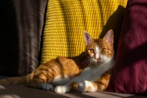 A ginger tabby cat lounging on a couch with vibrant yellow and red cushions in a sunlit room. jigsaw puzzle