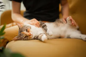 A serene image of a cat lounging on a sofa, softly pet by an adult, capturing a moment of tranquility and friendship. jigsaw puzzle