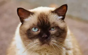 A detailed close-up portrait of a Siamese cat showcasing its striking blue eyes and distinct fur pattern. jigsaw puzzle