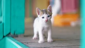 Charming white and tabby kitten with blue eyes standing indoors on a wooden floor. jigsaw puzzle