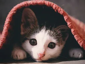 Cute kitten with brown eyes peeking from under a cozy red blanket, indoor setting. jigsaw puzzle
