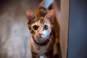 Close-up of a curious domestic cat wearing a red collar, looking straight at the camera with vibrant eyes. jigsaw puzzle