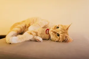 Charming ginger tabby cat playfully lounging indoors on a soft surface. jigsaw puzzle