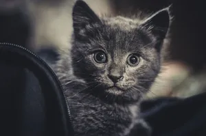 This close-up photo captures an adorable gray kitten with curious, wide eyes. jigsaw puzzle