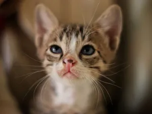 Adorable close-up of a kitten's face with soft lighting. jigsaw puzzle