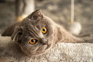 Cute Scottish Fold cat with bright orange eyes lounging indoors, showcasing its distinctive features. jigsaw puzzle