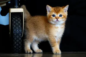 Adorable orange kitten standing beside a wheel indoors, looking curiously. jigsaw puzzle