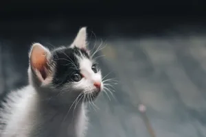 Adorable black and white kitten looking up with curious eyes, close-up view. jigsaw puzzle