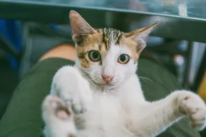 Close-up of a playful domestic kitten lounging indoors, showcasing its adorable eyes and whiskers. jigsaw puzzle