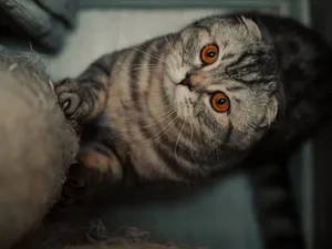 Close-up portrait of a Scottish Fold cat with amber eyes looking up indoors, showcasing its fluffy fur. jigsaw puzzle
