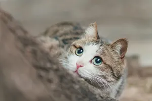 Cute tabby cat with green eyes and curious look, peeking through a blurred foreground. jigsaw puzzle