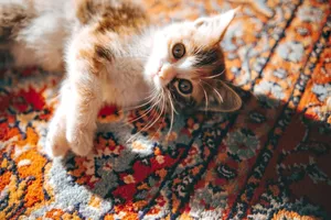 Adorable kitten playing on a colorful Persian rug, bathed in sunlight, capturing a playful and warm moment. jigsaw puzzle