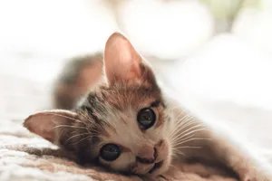 Adorable kitten lying down with soft bokeh background, conveying warmth and cuteness. jigsaw puzzle