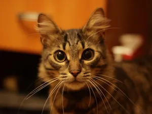 Close-up of a brown tabby cat with striking eyes in an indoor setting. jigsaw puzzle