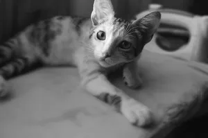 Charming black and white portrait of a cute domestic kitten relaxing on a bed. jigsaw puzzle