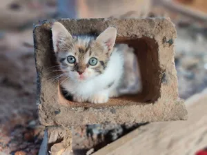 Cute kitten peeking out of a brick hole in a rustic outdoor setting, capturing an endearing moment. jigsaw puzzle