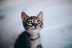 Fluffy tabby adorable little kitten with curious muzzle and big ears on blurred background jigsaw puzzle