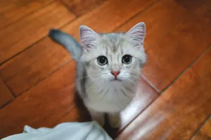 Charming fluffy kitten looking up on polished wood floor, capturing a cute home moment. jigsaw puzzle