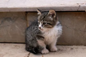 Adorable tabby kitten sitting outdoors on a stone surface. Perfect for animal themes. jigsaw puzzle