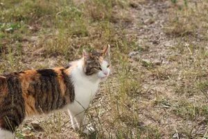 A calico cat walking through grassy terrain on a bright day outdoors. jigsaw puzzle
