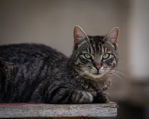 Relaxed tabby cat lying on a wooden surface with a calm gaze. jigsaw puzzle